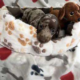 Dapple - Dapple male Dachshund puppy in Cumby, Texas from Dog Daze Ranch