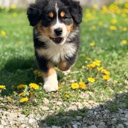 Cupid (purple collar) - Black tri-color male Australian Shepherd puppy in Ashland, Ohio from SS Australian Shepherds