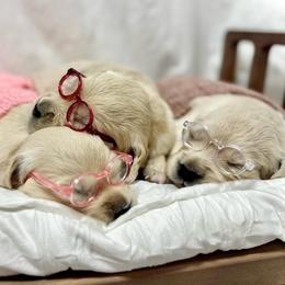 Miss Lavender - Light golden female Golden Retriever puppy in Midlothian, Texas from Brightest Days