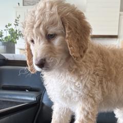 Double Doodles from Royal Litter