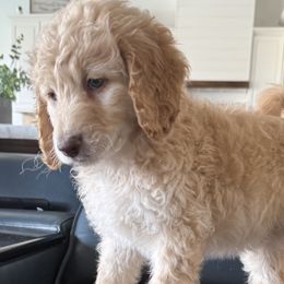 Double Doodles from Royal Litter