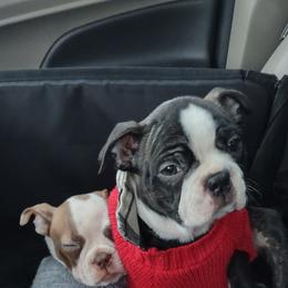 Boston Terrier and French Bulldog Puppies from Reds Studio