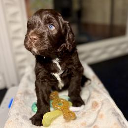 Dr. Grace - Black Collar - Brown and white male Portuguese Water Dog puppy in Colorado Springs, Colorado from Melissa's Portuguese Water Dogs
