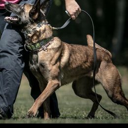 Belgian Malinois and Labrador Retrievers from Barbihaus Kennels