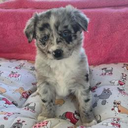 Tinsel - Blue merle female Miniature Australian Shepherd puppy in Norco, California from River Springs Aussies