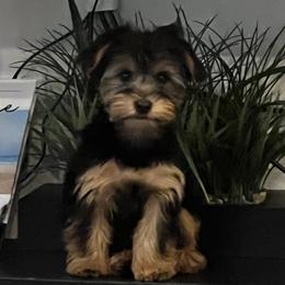 Yorkshire Terriers from McLaughlin’s Minis