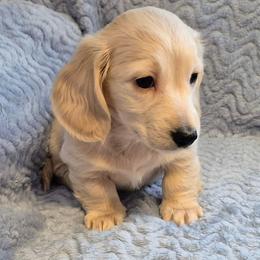 Sully - Cream male Dachshund puppy in Denton, Georgia from Pleasantdachs Minis