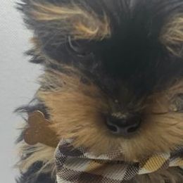 Yorkshire Terriers from Small Pawz Yorkies