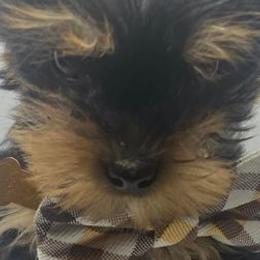 Yorkshire Terriers from Small Pawz Yorkies