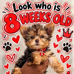 Red - Chucky - Chocolate and tan male Yorkshire Terrier puppy in Jacksonville, Florida from TLJ Choco Yorkie Love