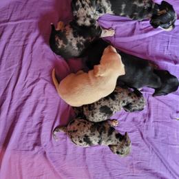Dachshund Puppies from Divine Doxies LLC