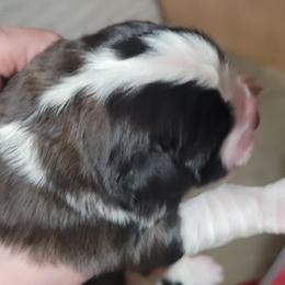 Samson - Brown and white male Saint Bernard puppy in Lowpoint, Illinois from Minnie's Majestic Saints
