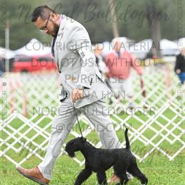 Giant Schnauzer and Lakeland Terrier Puppies from Lazy VL Lakelands