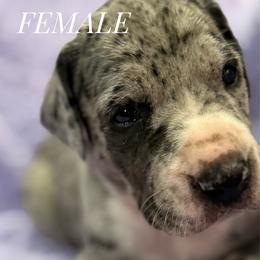 Silver Merle Mantle - Silver female Great Dane puppy in Greenville, South Carolina from Allen’s Ridge Ranch