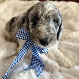 Crisp - Merle male Goldendoodle puppy in Greensboro, Georgia from B’s Doodles