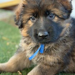 Dark blue - Sable male German Shepherd puppy in La Salle, Colorado from Pure Heart German shepherds