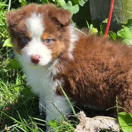 Red - Red tri-color male Australian Shepherd puppy in Mount Clare, West Virginia from Pineview Farms Australian Shepherds