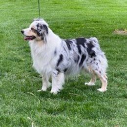 Mishka - Australian Shepherd