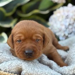 Gavin - Yellow male Labrador Retriever puppy in Puyallup, Washington from 12 Door Farm Labradors