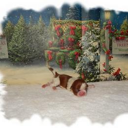 Tiny - Liver and white male Shih Tzu puppy in Lawrenceburg, Tn, Tennessee from Shedd's Shih Tzus