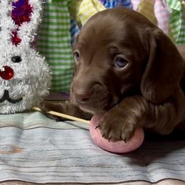 Blue - Chocolate male Dachshund puppy in Ocala, Florida from Darling Doxies of Ocala