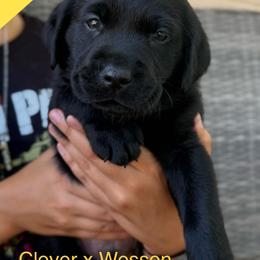 Boy 2 - Black male Labrador Retriever puppy in Wilson’s, Virginia from Cedar Hill Farm Labradors