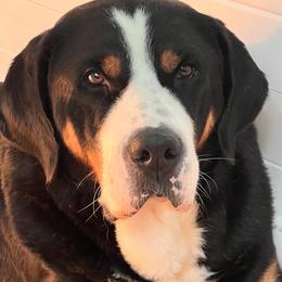 Greater Swiss Mountain Dog puppies from Ambermoon Kooikerhondje Blackamber Greater Swiss Mountain Dogs