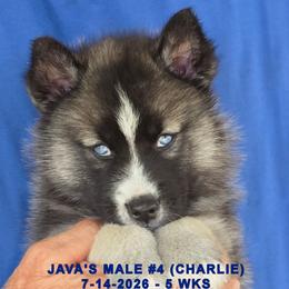 JAVA'S MALE 4 - Black and white male Siberian Husky puppy in Manilla, Iowa from Bruck's Siberian Huskies