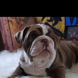Bulldog and French Bulldog Puppies from Eclipse Bulldogs