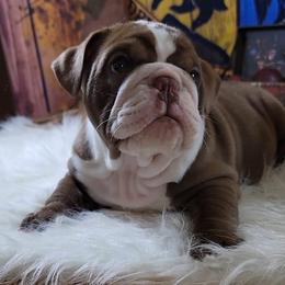 Bulldog and French Bulldog Puppies from Eclipse Bulldogs