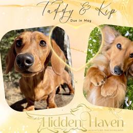 Dachshund puppies from Hidden Haven Dachshunds