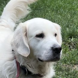 Golden Retrievers and Labrador Retrievers from Oak Breeze Retrievers