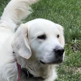 Golden Retrievers and Labrador Retrievers from Oak Breeze Retrievers