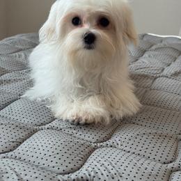 Goku - White male Maltese puppy in Dallas, Texas from Dallas Darling Maltese