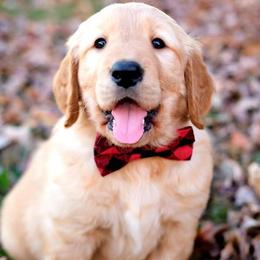 Golden Retriever Puppies from Golden Bunns Retrievers