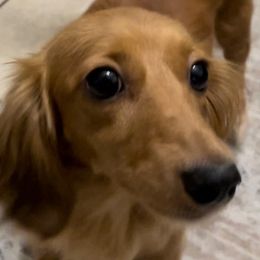 Dachshunds from DJUO