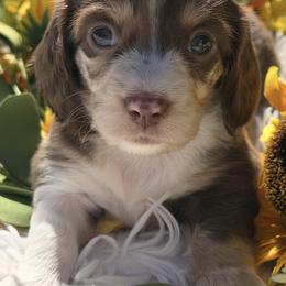 Issabella - Chocolate and cream female Dachshund puppy in Bentonville, Arkansas from T & D Dachshunds by design