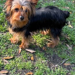 Bourbon - Yorkshire Terrier