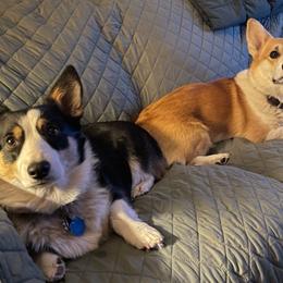 Pembroke Welsh Corgis from M and B Corgis