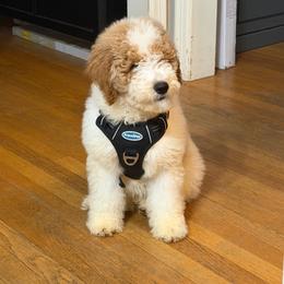 Light Blue AKC Boy - Parti male Poodle puppy in New Britain, Connecticut from Poodles of New England