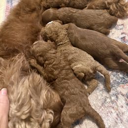 Grey collar - Red male Cavapoo puppy in Wesson, Mississippi from Southern Country Doodles