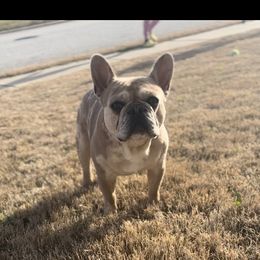 Oso - French Bulldog