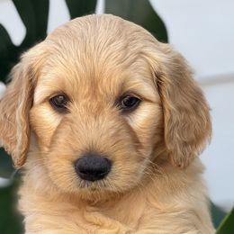 Boy 4 (Red) - Goldendoodle puppy in Monmouth, Oregon from Mother of Doodles