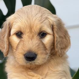 Boy 4 (Red) - Goldendoodle puppy in Monmouth, Oregon from Mother of Doodles
