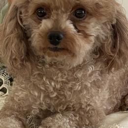 Harper - Poodle