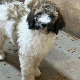 Tammy - Brindle and white female Saint Berdoodle puppy in San Antonio, Texas from Mammoth Doodles