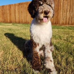Labradoodle All Grown Up from The Lovadoodles of Texas