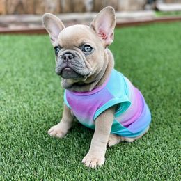 French Bulldogs from Valiant Frenchies