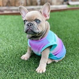 French Bulldogs from Valiant Frenchies