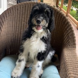 Bernedoodle Puppies from High Peaks Bernedoodles